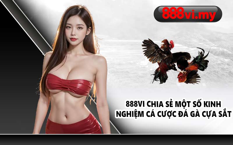 888VI chia sẻ một số kinh nghiệm cá cược đá gà cựa sắt 