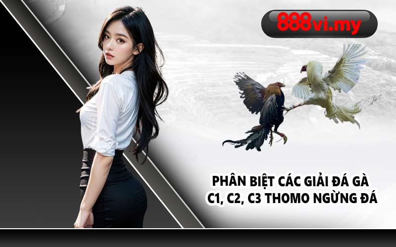 Phân biệt các giải đá gà C1, C2, C3 Thomo ngừng đá